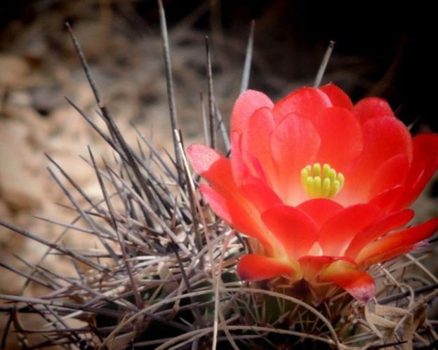 [Image: Red-Desert-Flower-Lily-Shih-624x499.jpg]